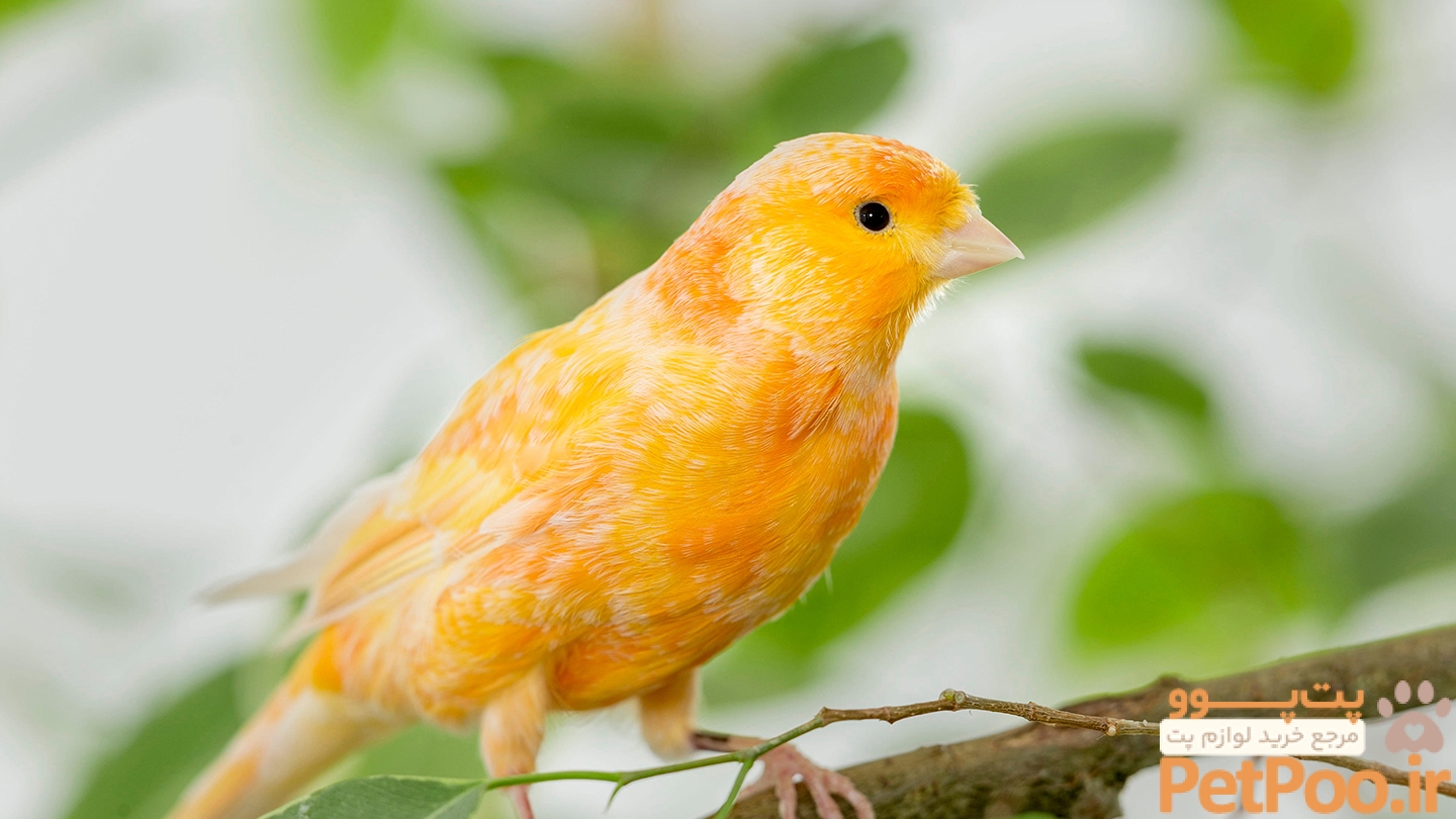 The mere sight of illness may kick-start a canary's immune system