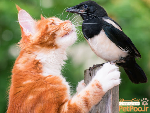 Do Cats Eat Birds Or Hunt Them Just For Fun? | Birdsbesafe | Birdsbesafe