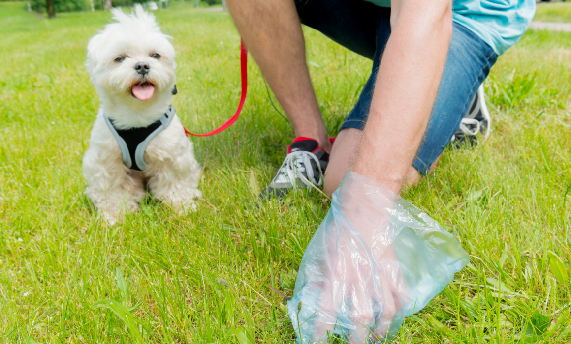 The Scoop on Dog Poop - Teatown