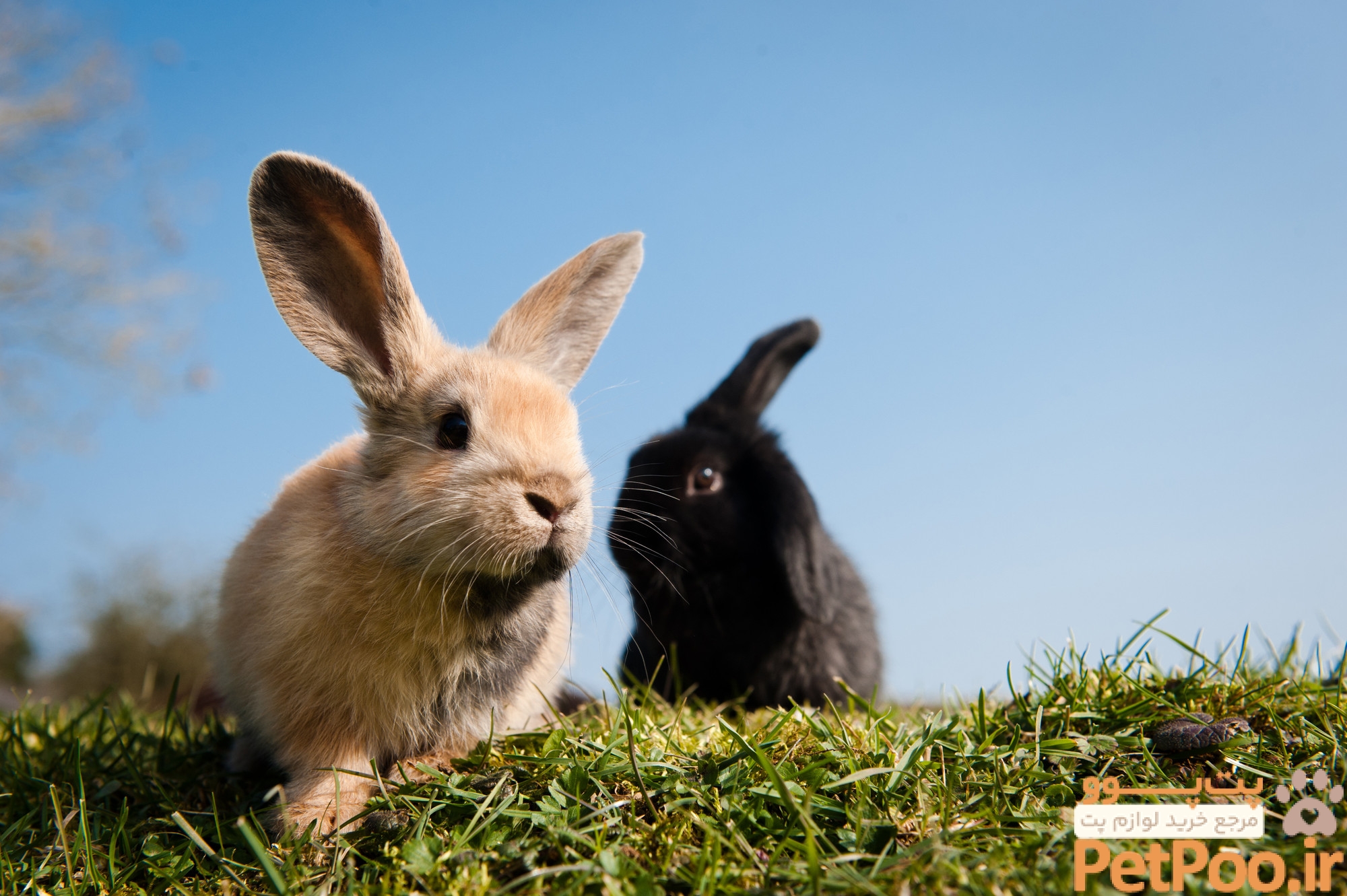 راهنمای خرید خرگوش 3 How to look after rabbits | Care and behavioural tips | Blue Cross
