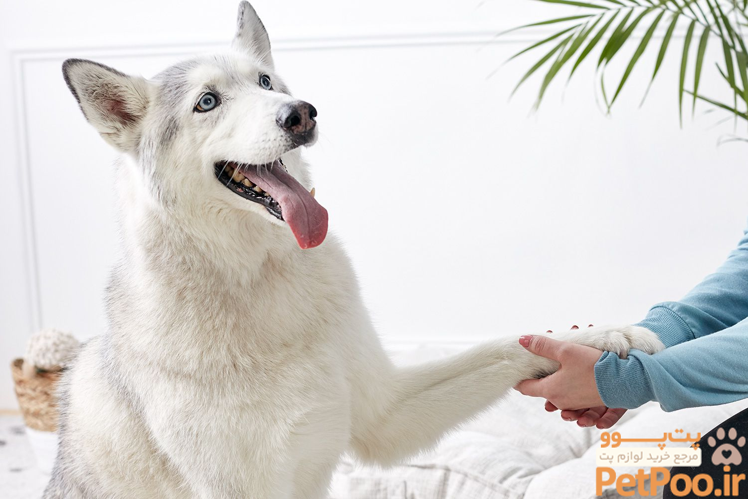 راهنمای آموزش دست دادن به سگها: آموزش قدم به قدم 1 How to Train Your Dog to Shake Paws