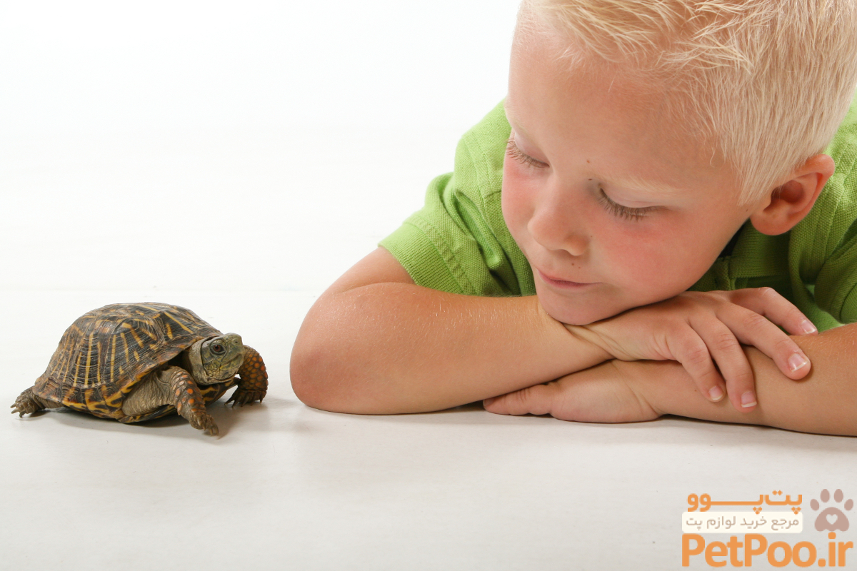 بهترین حیوانات خانگی برای کودکان چیست؟ 8 Best Pet Turtle For Child 2024 | xn--sc-norddrfer-cjb.de