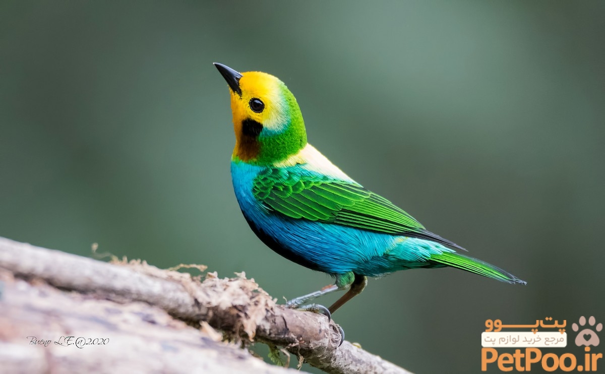 چگونه برای پرنده خود شناسنامه بگیریم؟ 3 Welcome To Birds of the World - "Bird Diversity at Your Fingertips" - Birds of the World