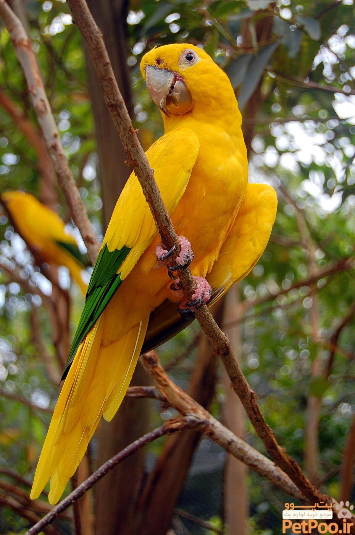 1200px Guaruba guarouba Gramado Zoo2C Brazil 8a