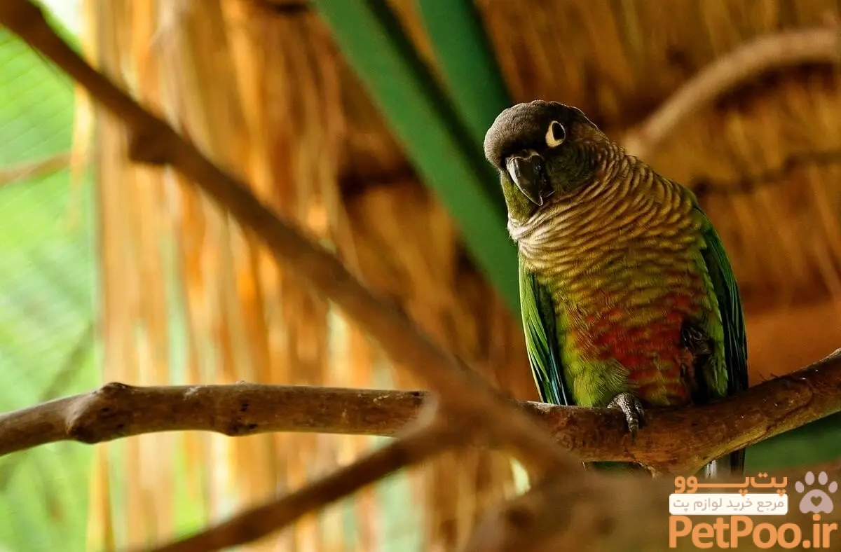 معرفی طوطی گرینچیک: همه چیز درباره آن 1 1200px pyrrhura molinae captive perch 6ajpg