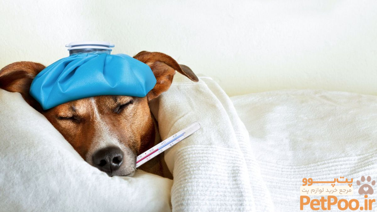 از بیماری مرموز جدیدی که بین سگها شیوع پیدا کرده است چه میدانیم؟ | Euronews