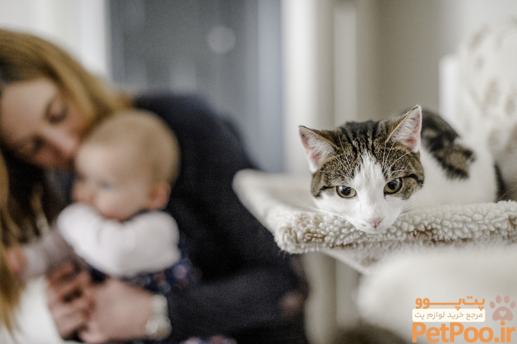 بهترین حیوانات خانگی برای کودکان چیست؟ 3 How to introduce your cat to your baby | blue Cross