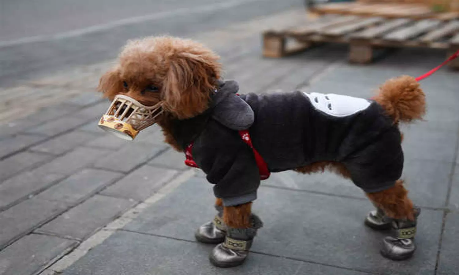 The Dangers of Animal Cruelty and How to Stop It