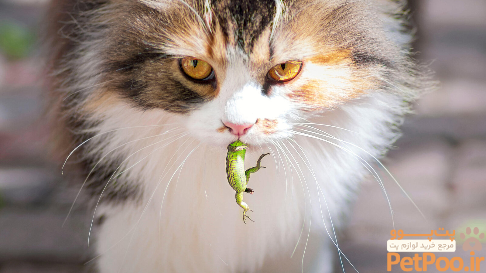 What's on the Menu When Your Cat Goes Out? Probably More Than You Think. - The New York Times
