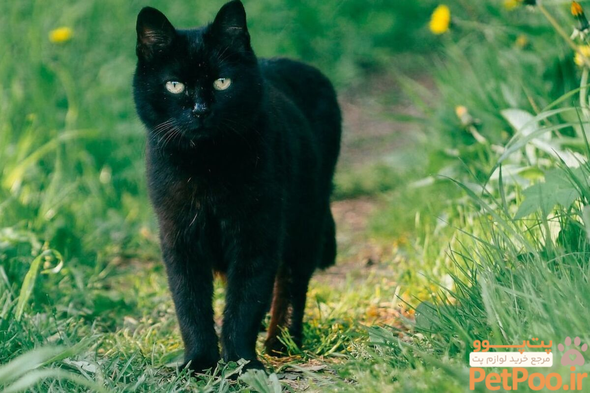 تاریخ تاریک گربه سیاه؛ چرا آنها نماد شیطان و بدشانسی شدند؟