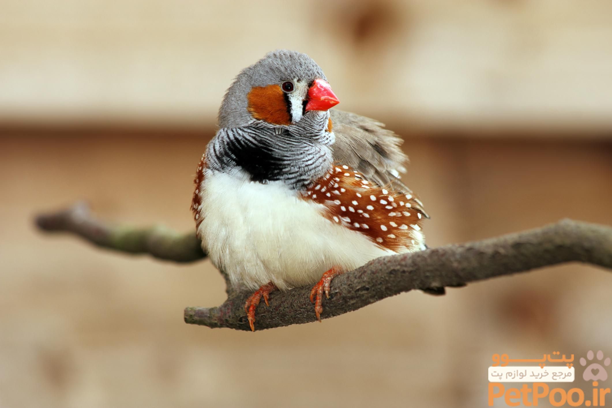 راهنمای خرید فنچ (Finch) 2 Zebra Finch — Full Profile, History, and Care