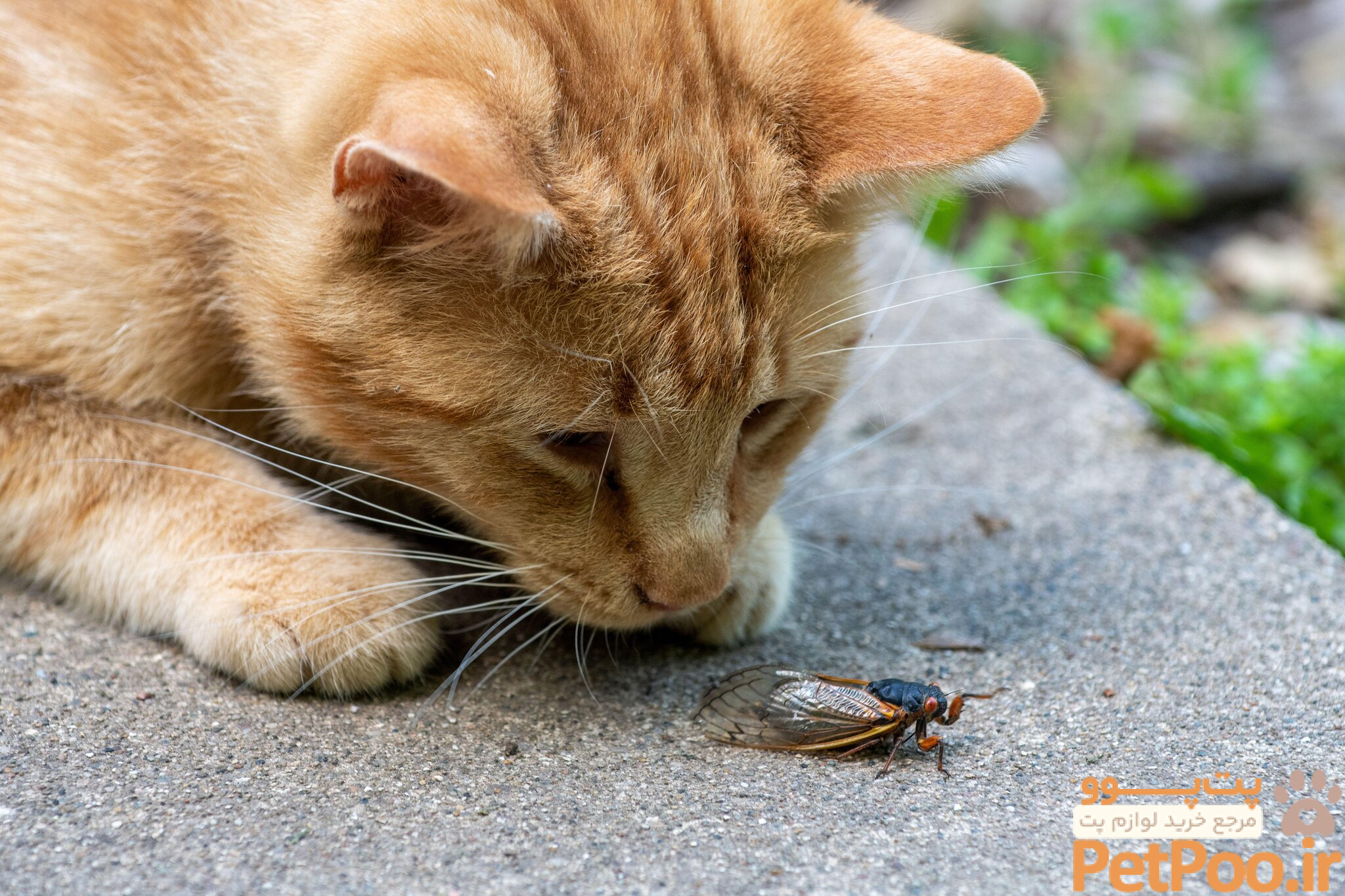 Flying Treats': Can Dogs and Cats Snack Safely on Cicadas? - The New York Times