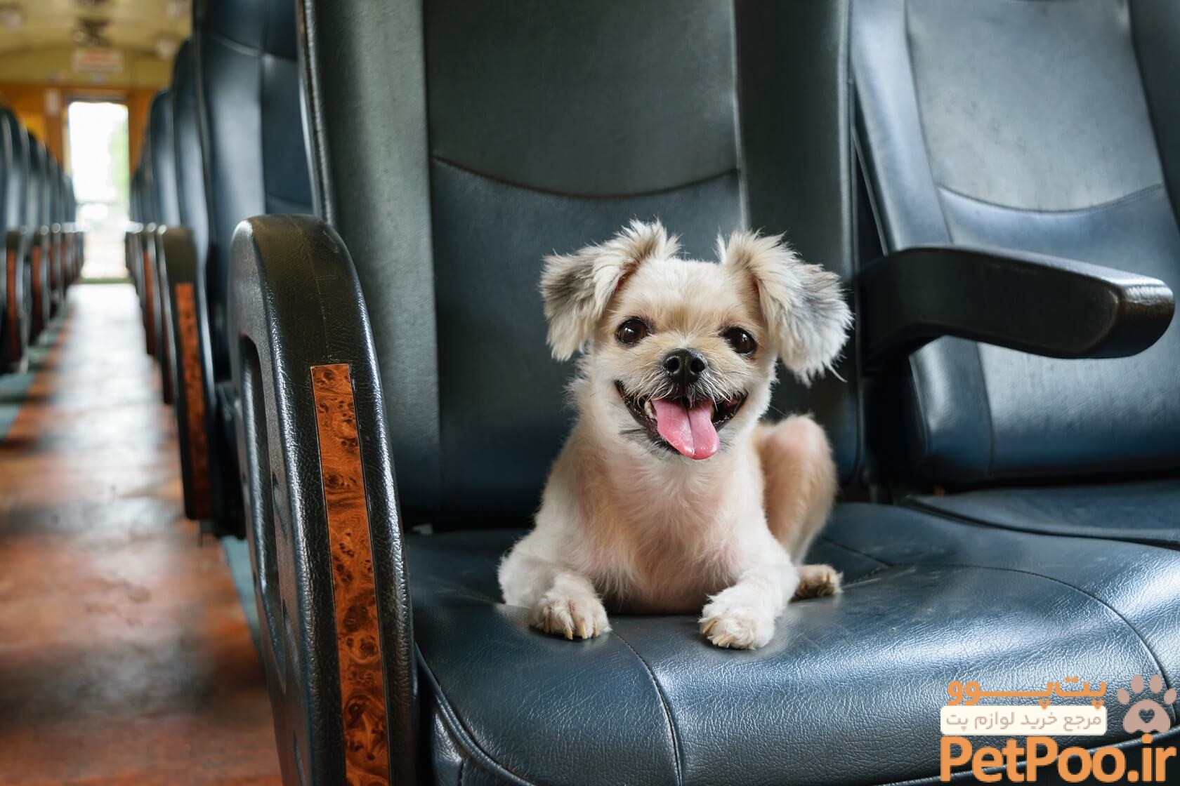 Essential Tips for Traveling with a Dog