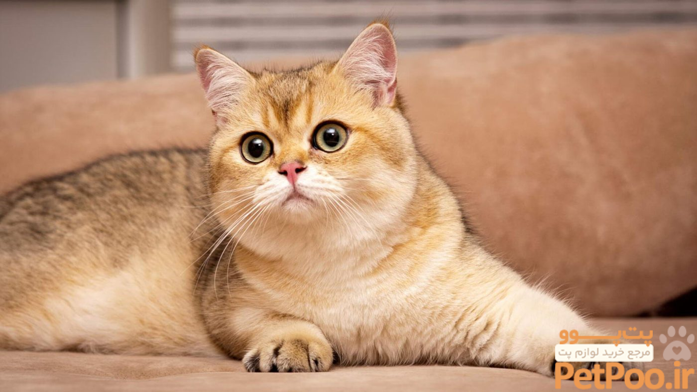 گربه بریتیش | خرید و فروش گربه اسکاتیش و بریتیش