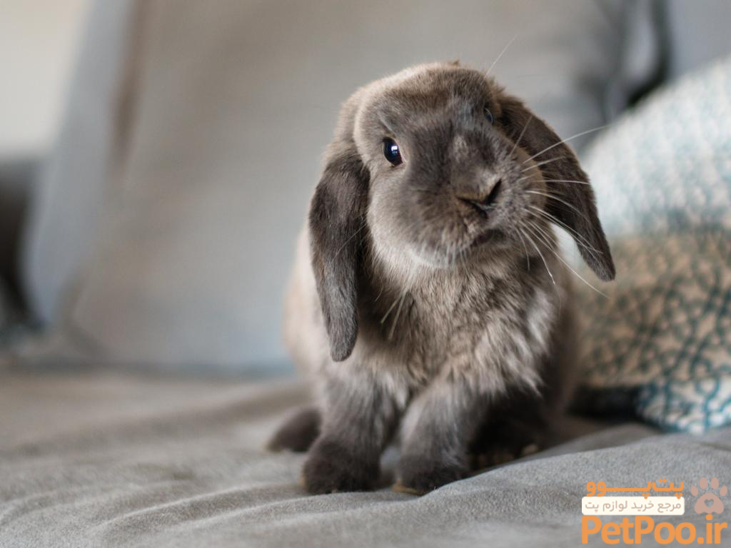 آیا واقعا نگهداری خرگوش باعث فقر میشود؟ 1 How long do rabbits live as a pet: how to look after them | The Advertiser
