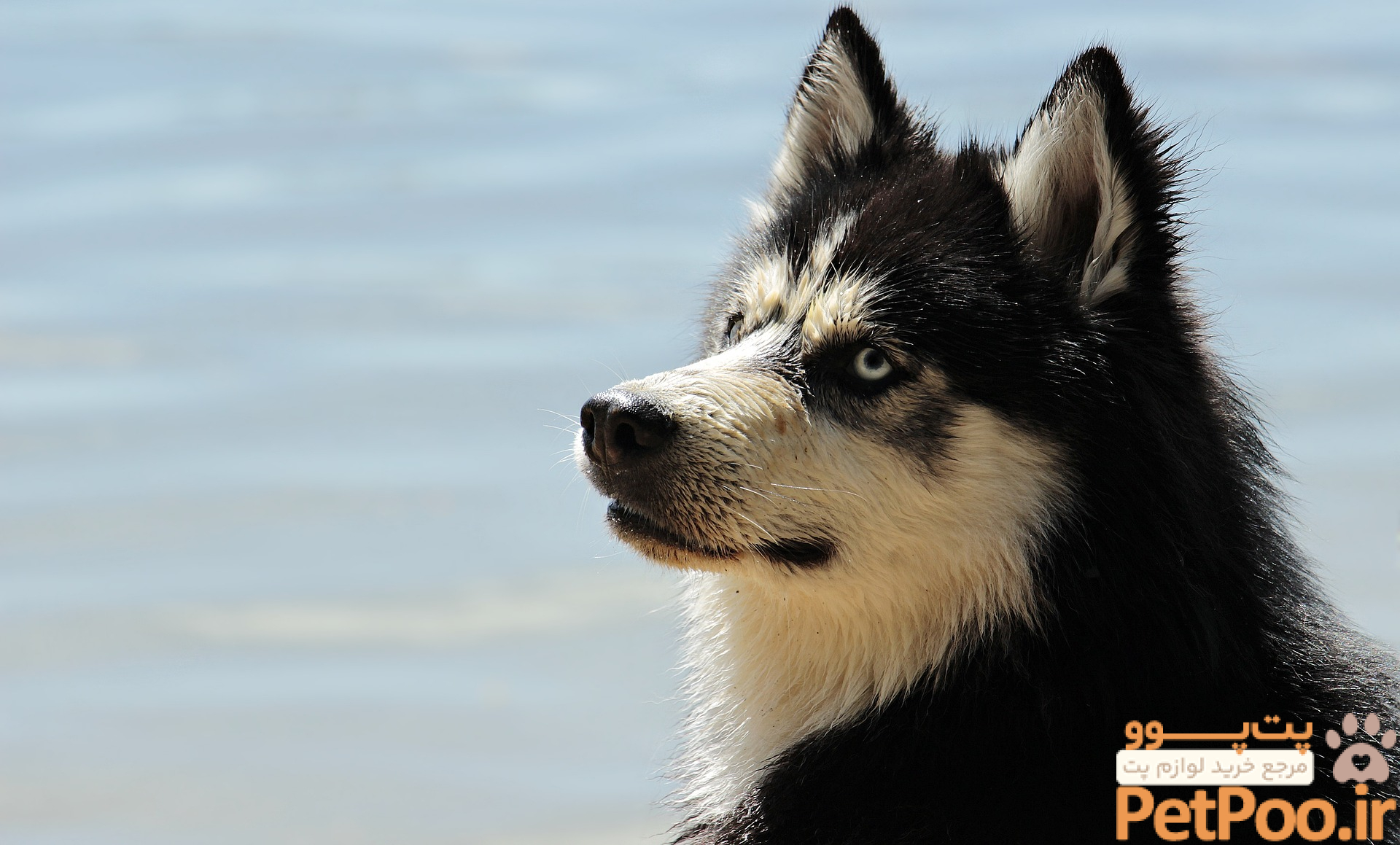 راهنمای نگهداری از سگ هاسکی: آموزش قدم به قدم 2 Huskies Care Guide: A Comprehensive Guide to Caring for Your Husky - Professionals UK
