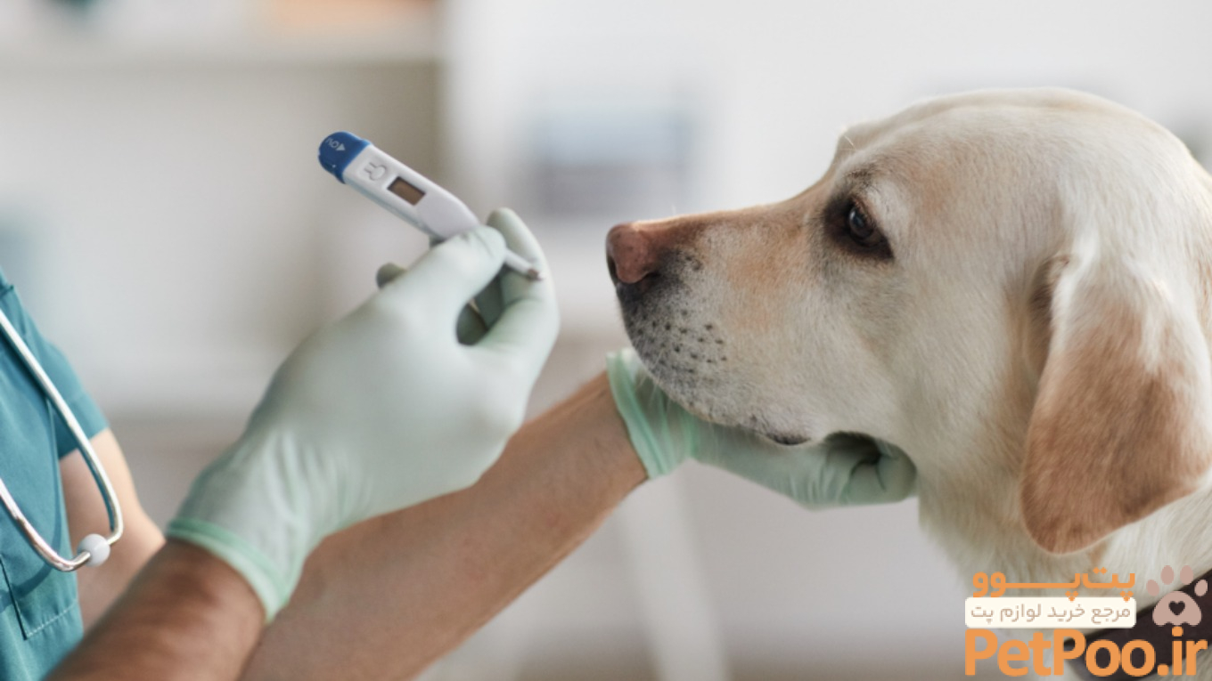 بيماري تولارمي