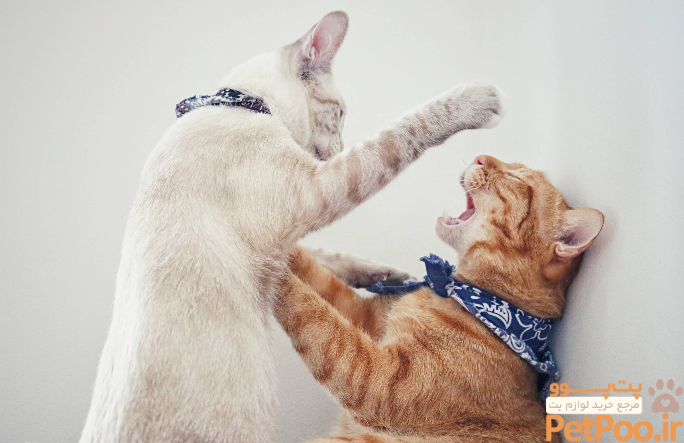 از کجا بفهمیم گربه نر است یا ماده؟ 2 Male vs Female Cats | Airtasker UK