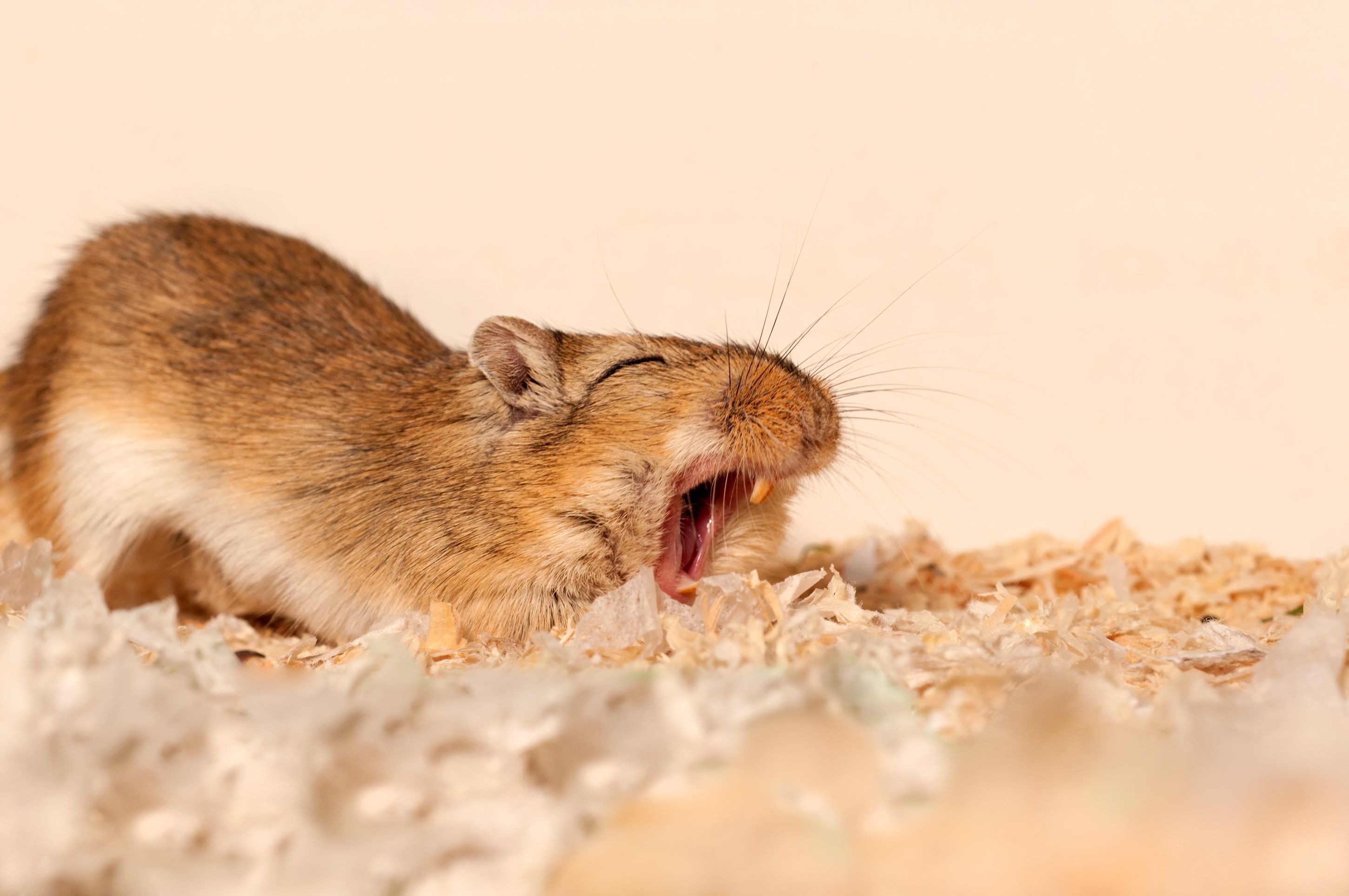 ۱۰ حیوان خانگی بیدردسر برای نگهداری در ایران 3 19 Facts About Gerbil - Facts.net