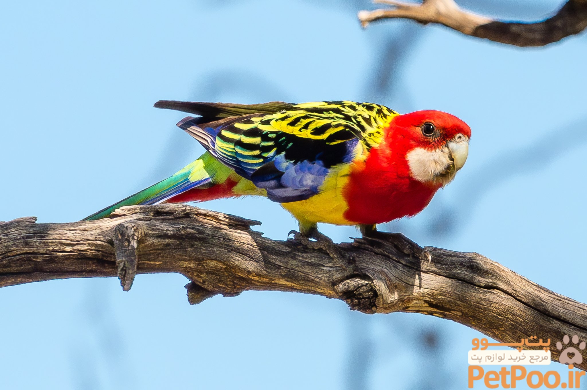 چگونه برای پرنده خود شناسنامه بگیریم؟ 5 Cowra NSW Birds - Australia's Wonderful Birds