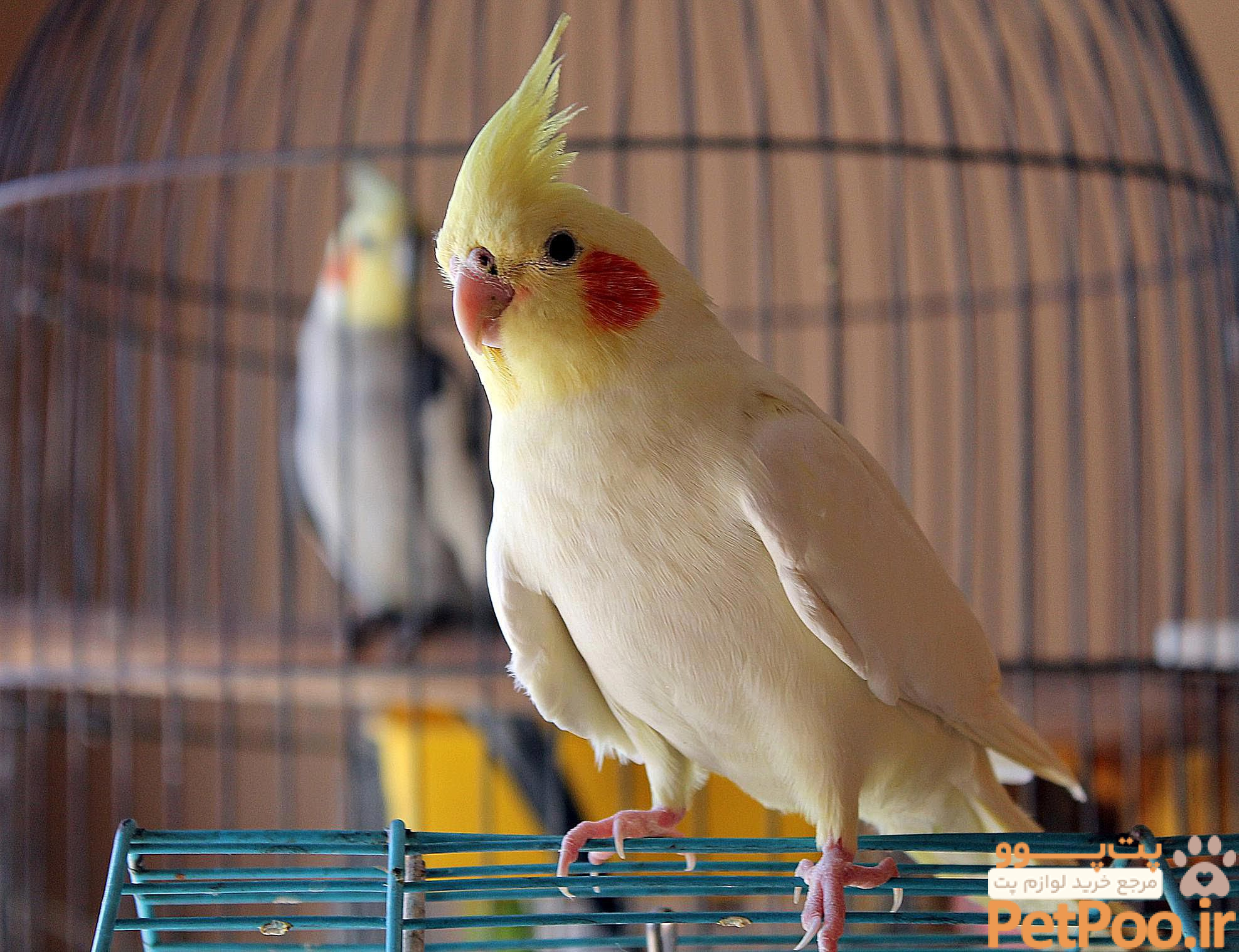 بهترین حیوانات خانگی برای نوجوانان چیست؟ 5 12 Friendly Pet Bird Species