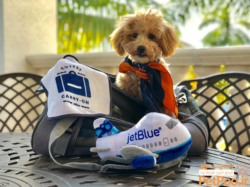 مراحل خرید بلیط هواپیما برای حیوانات خانگی چیست؟ 3 Traveling with Pets | JetBlue