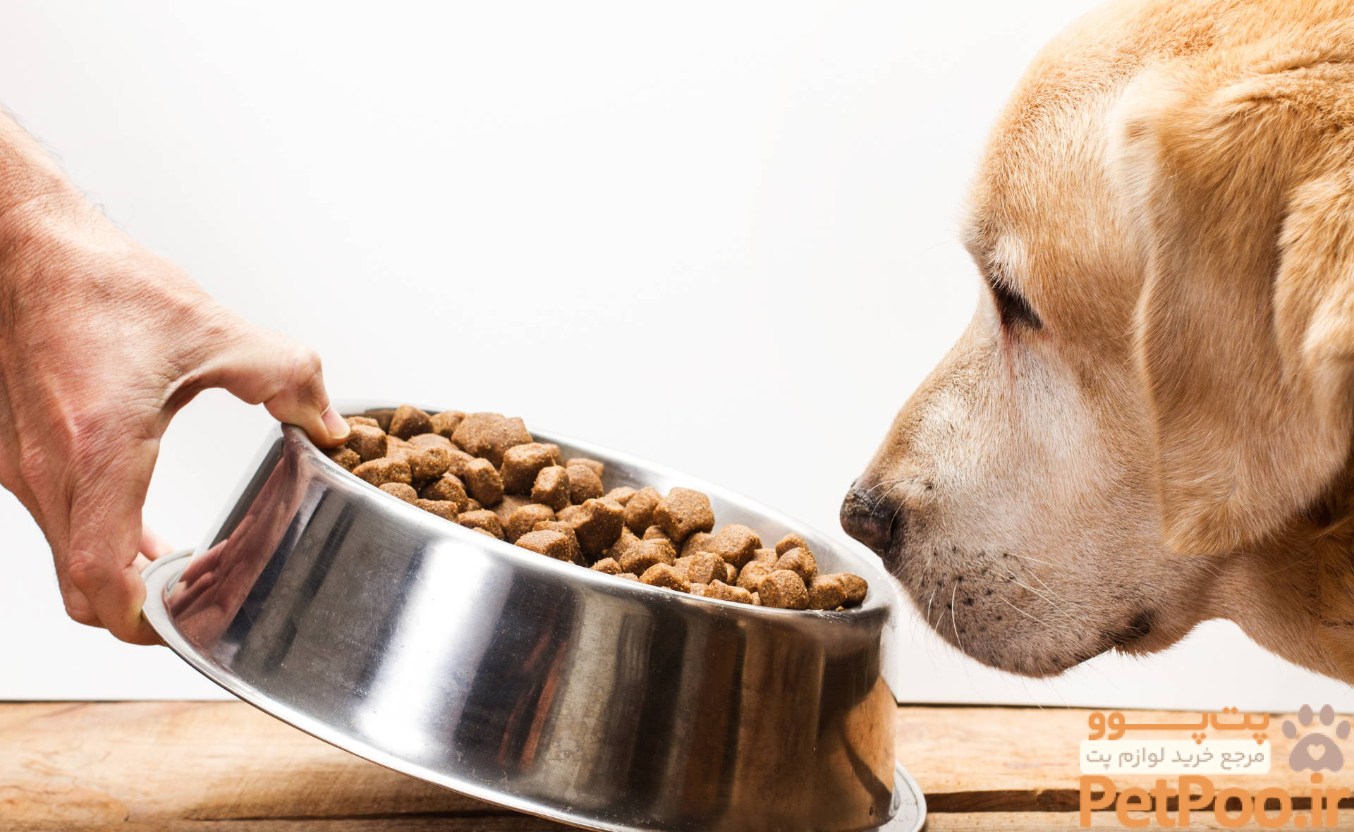 Pet Parent FAQ: Why Is My Dog Drinking Water But Not Eating? – Shameless Pets