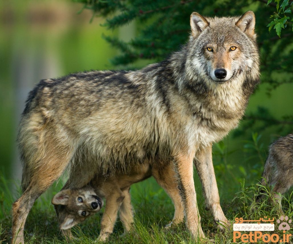 Wolf vs dog: what's the difference between man's best friend and its wild cousin? - Discover Wildlife What's the difference between a wolf and a dog