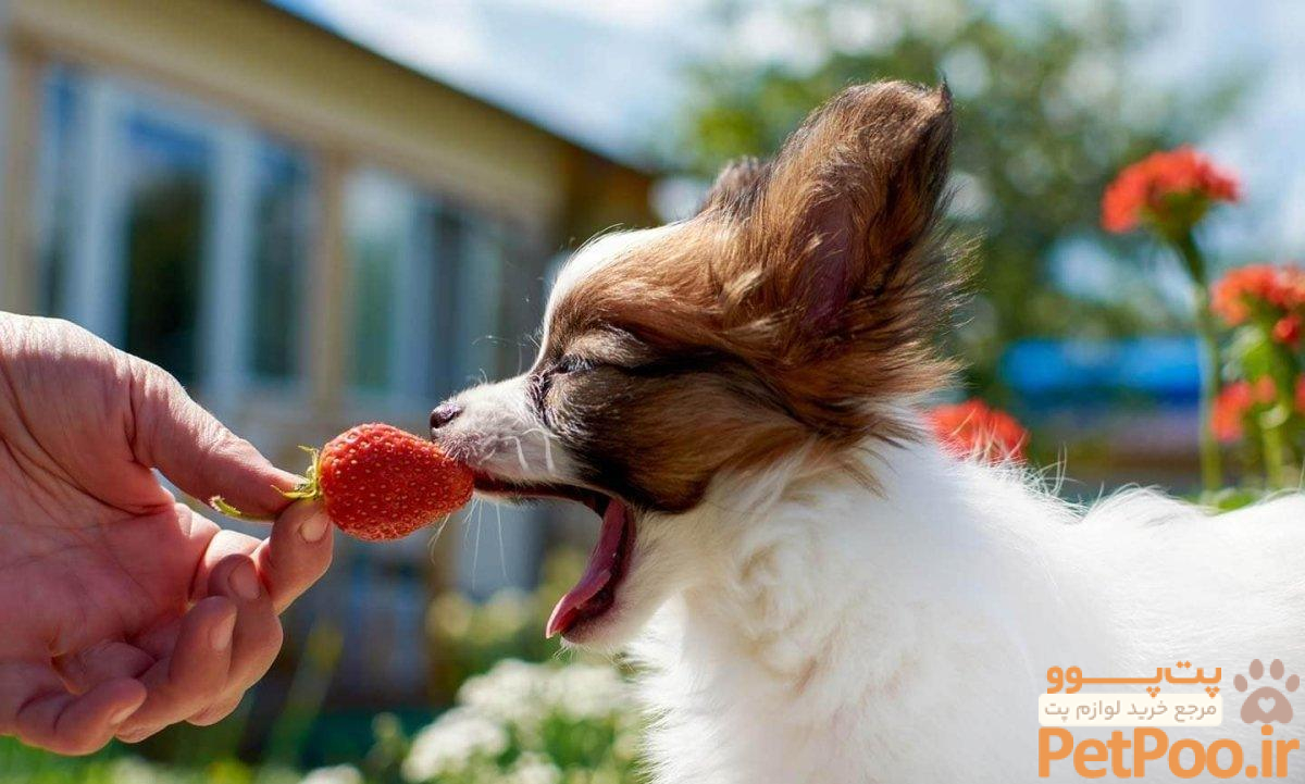 آیا سگ می تواند توت فرنگی بخورد؟ 3 Can dogs eat Strawberries? Australia 2023 Guide