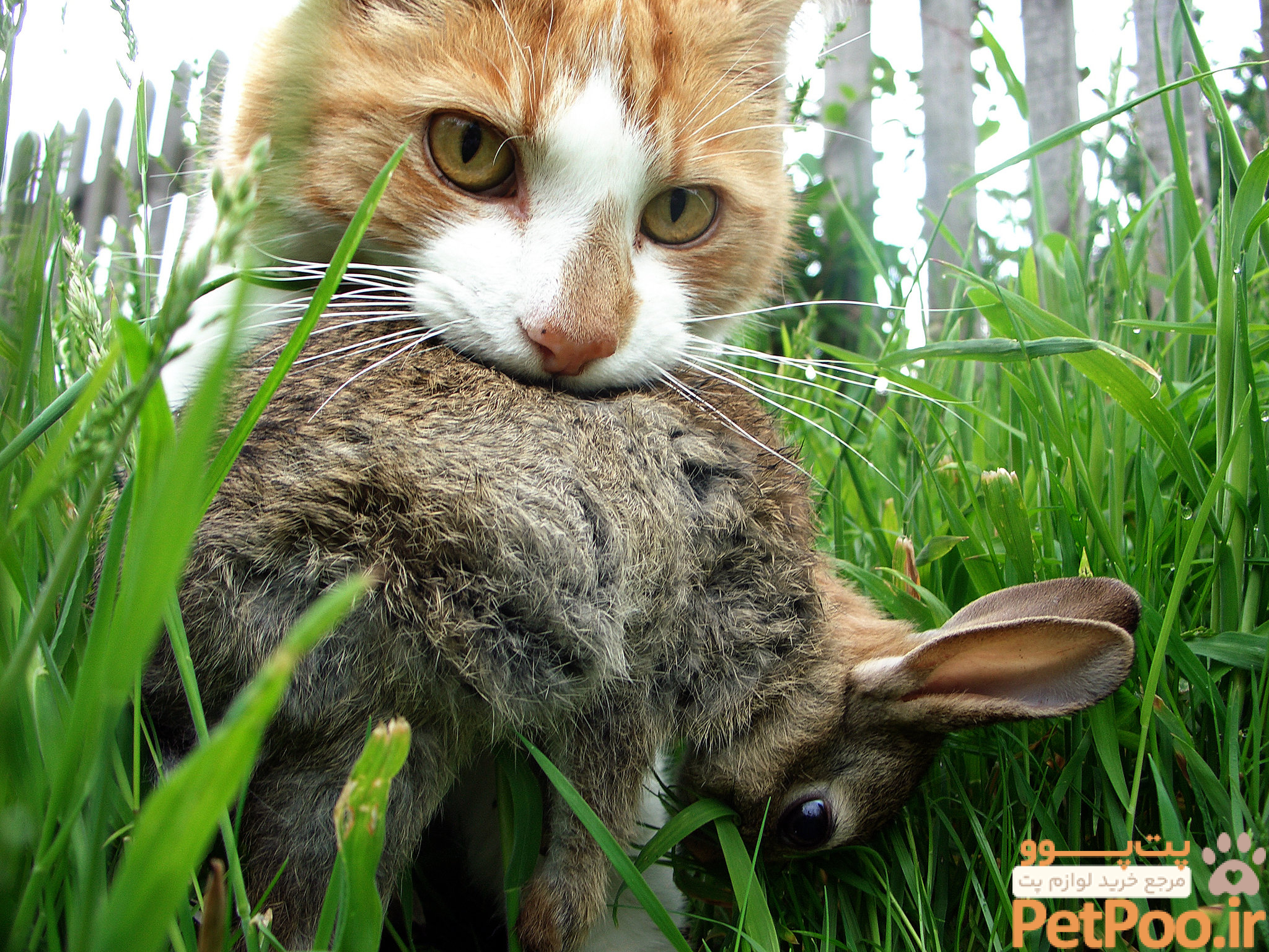 That Cuddly Kitty Is Deadlier Than You Think - The New York Times