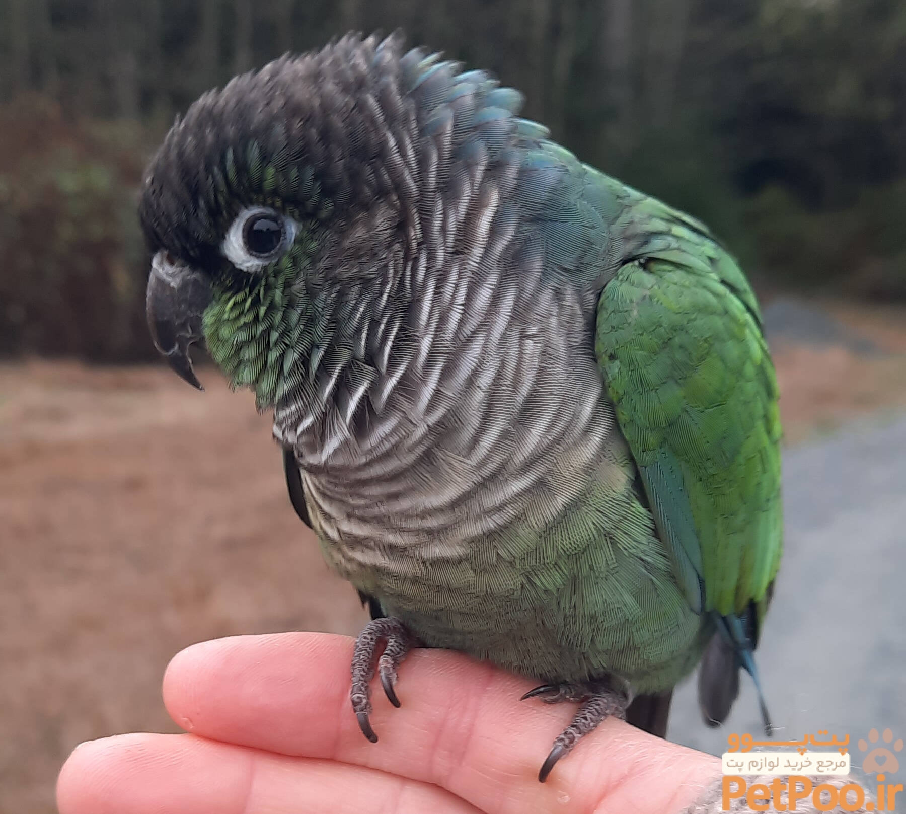 Parrot lost on Whidbey during free-flying outing | Whidbey News-Times