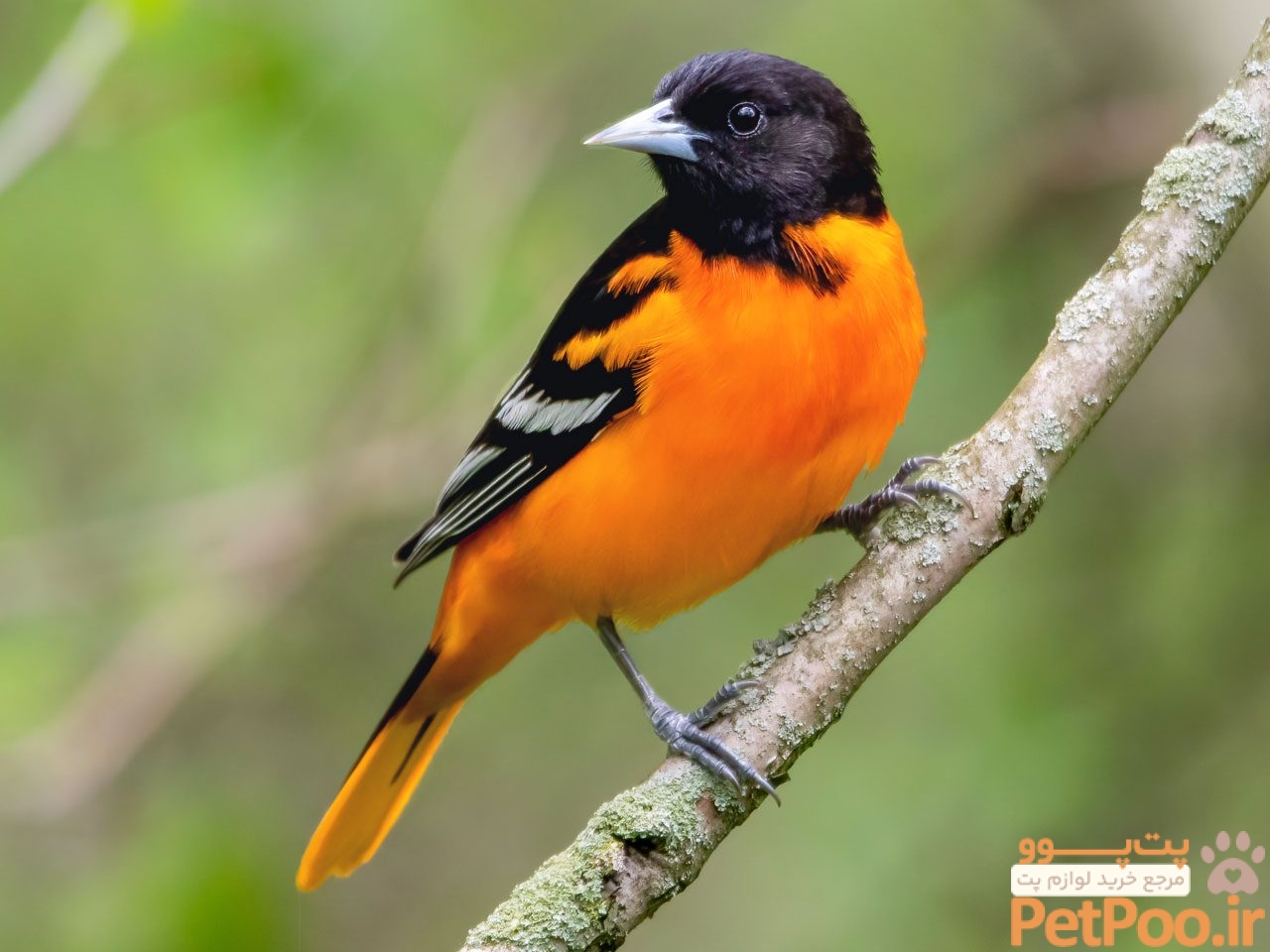 چگونه برای پرنده خود شناسنامه بگیریم؟ 1 Cornell Lab of Ornithology—Home | Birds, Cornell Lab of Ornithology