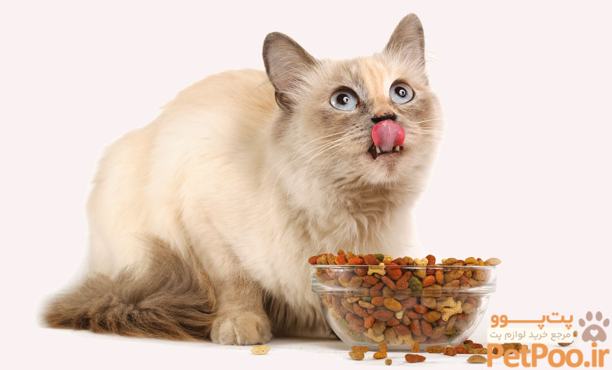 خوش قیمت‌ترین غذاهای گربه در بازار ایران