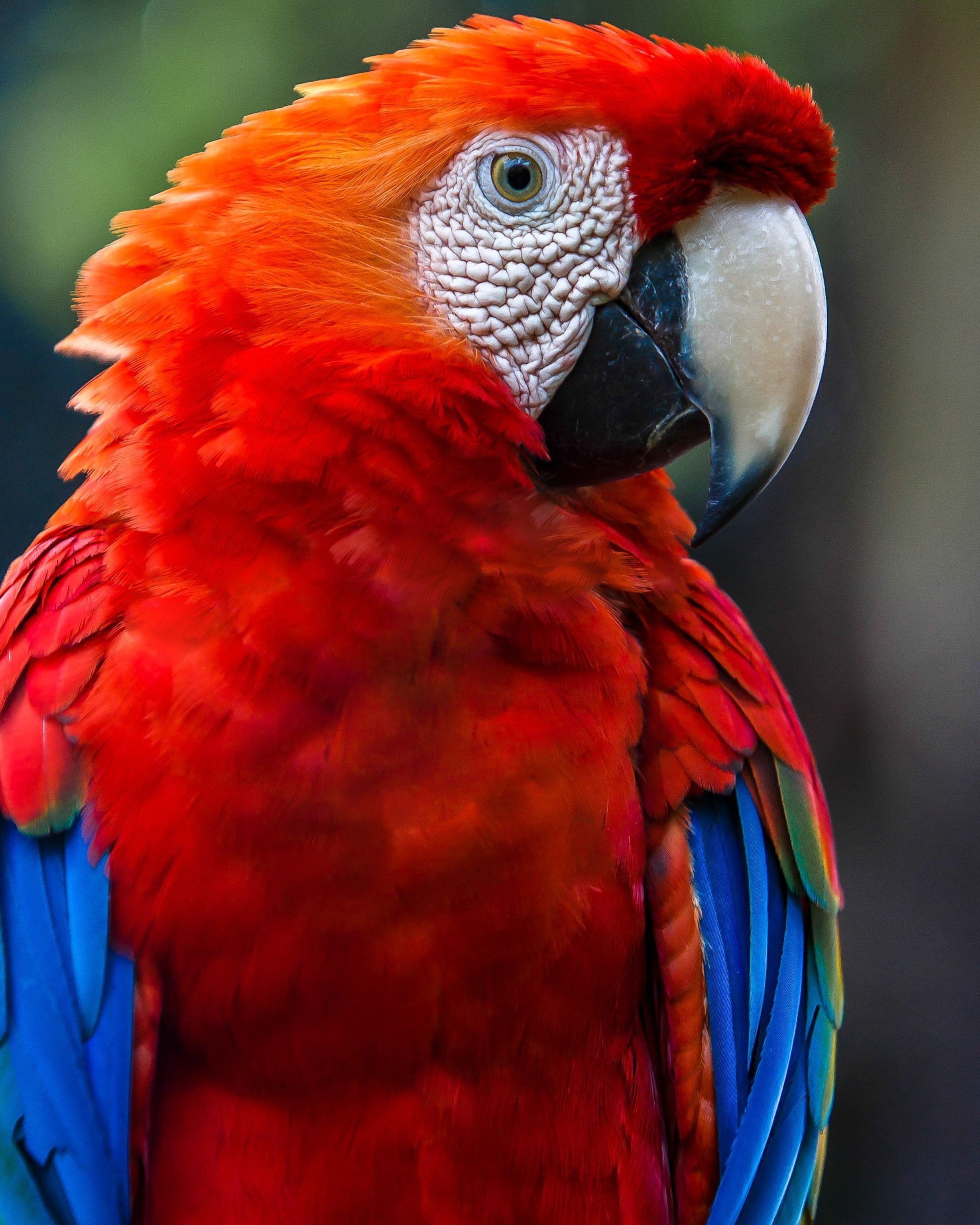 Parrots | National Geographic