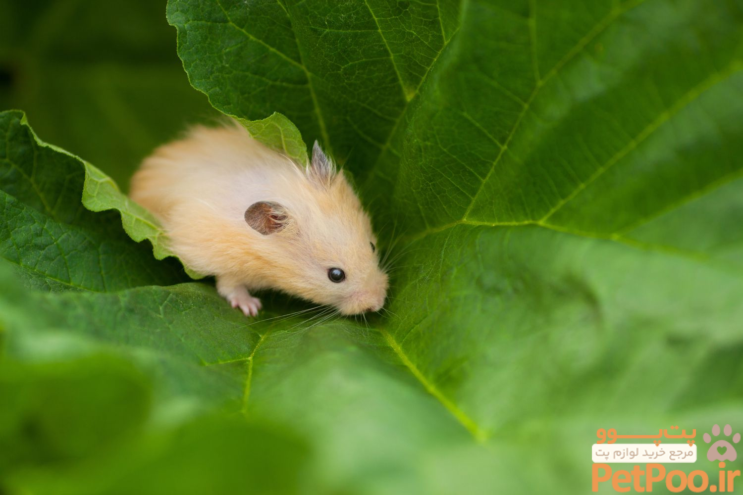 10 نکته کلیدی درباره نگهداری از همستر در منزل 3 10 Surprising Hamster Facts