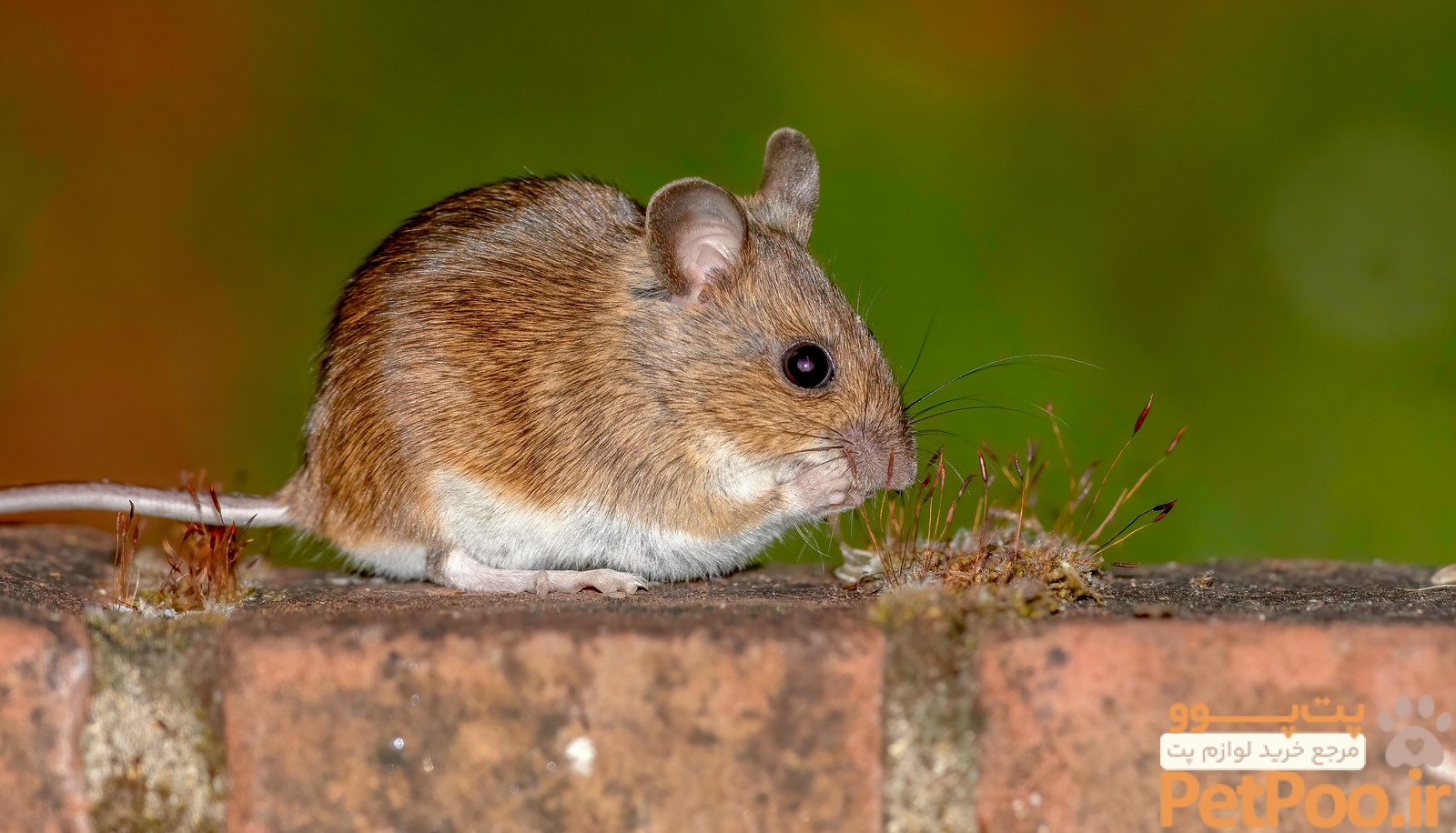 Cute Wood Mouse/Field Mouse who has learned to wait near a… | Flickr