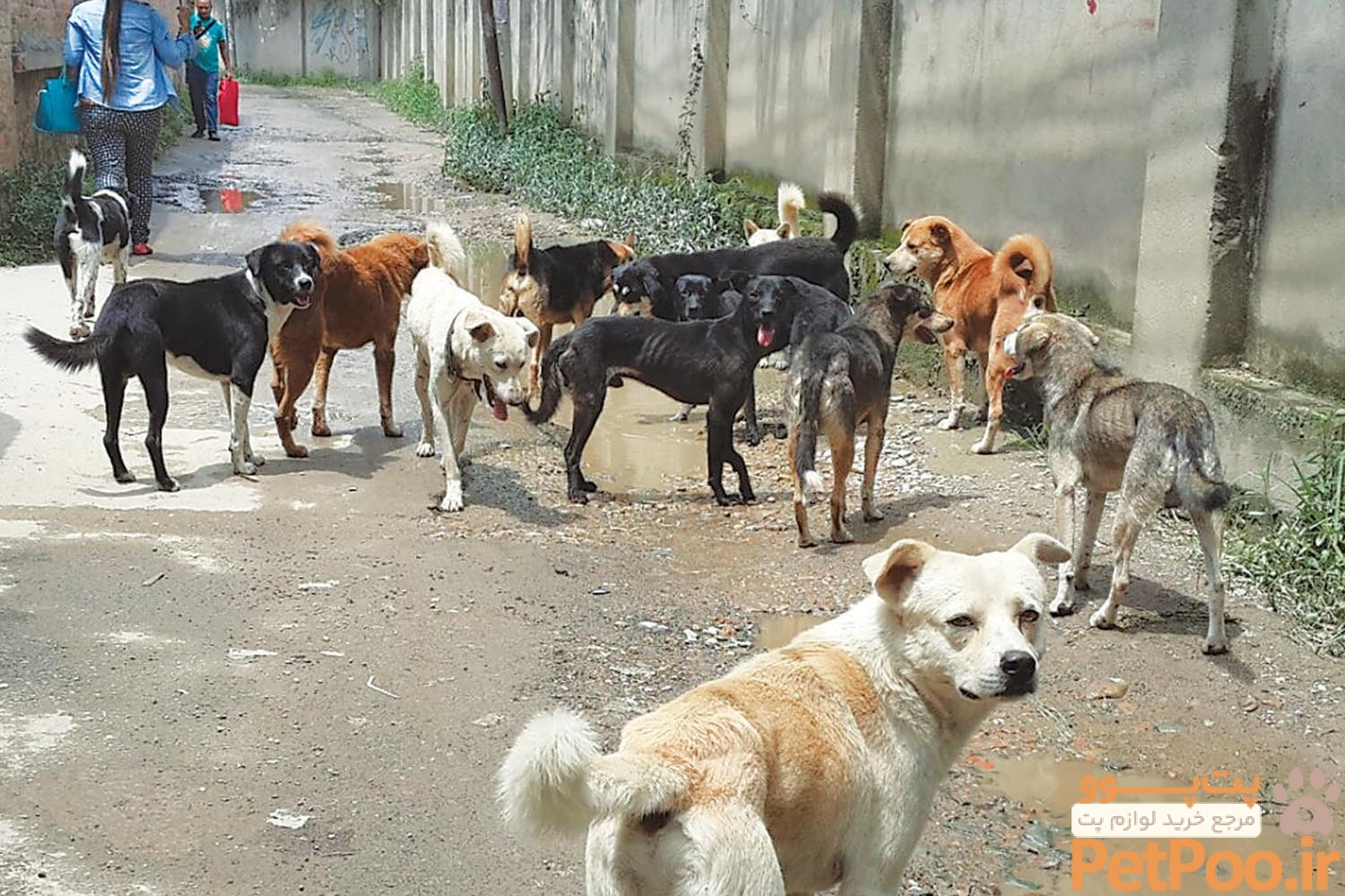 چگونه سگ های خیابانی را اهلی و رام کنیم؟ 1 Sometimes loved, mostly tolerated: Homeless dogs face cruelty all the time