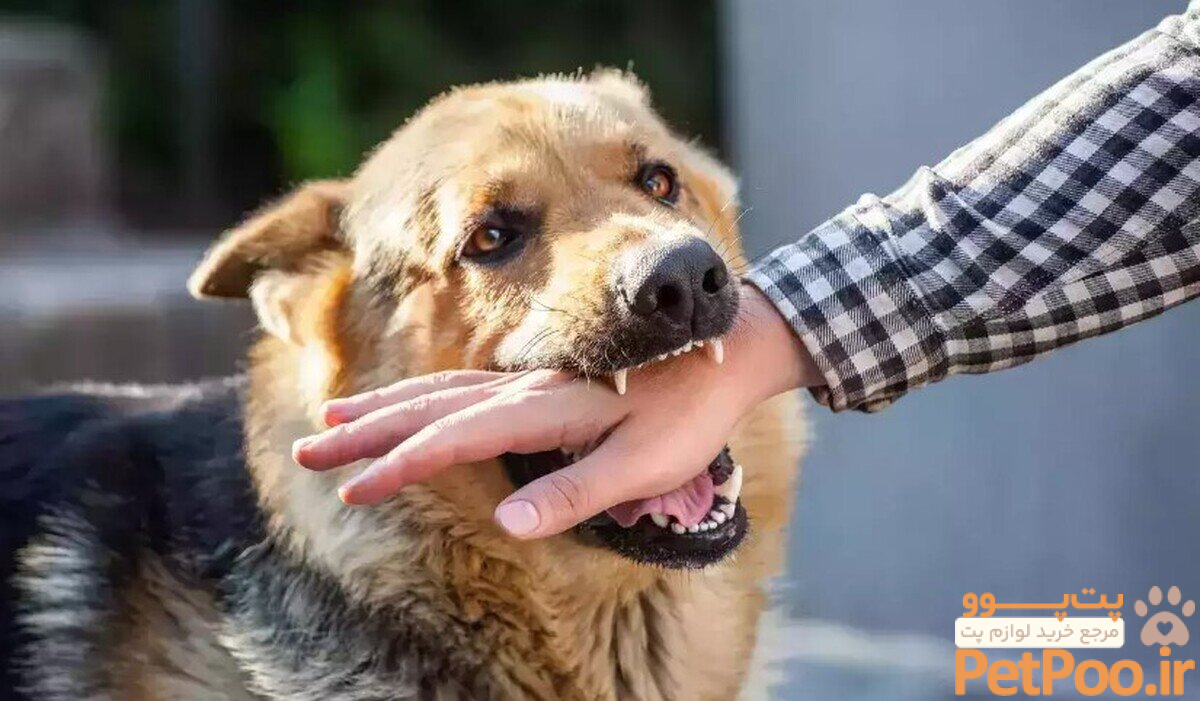 خطرناک‌ترین بیماری مشترک بین انسان و حیوان/ پیشگیری، علائم و درمان - خبرآنلاین