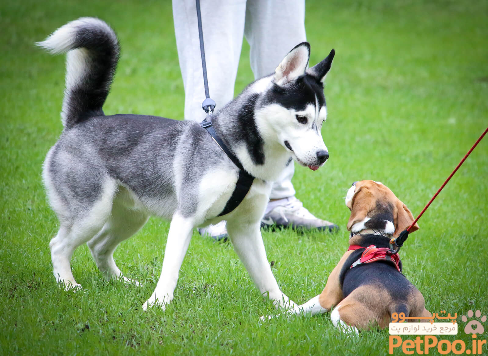 Teen dog training in English | Doggily