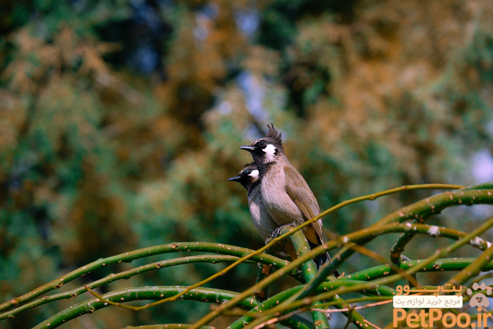 Ever Wondered How Do Birds Mate? - Bird Buddy Blog