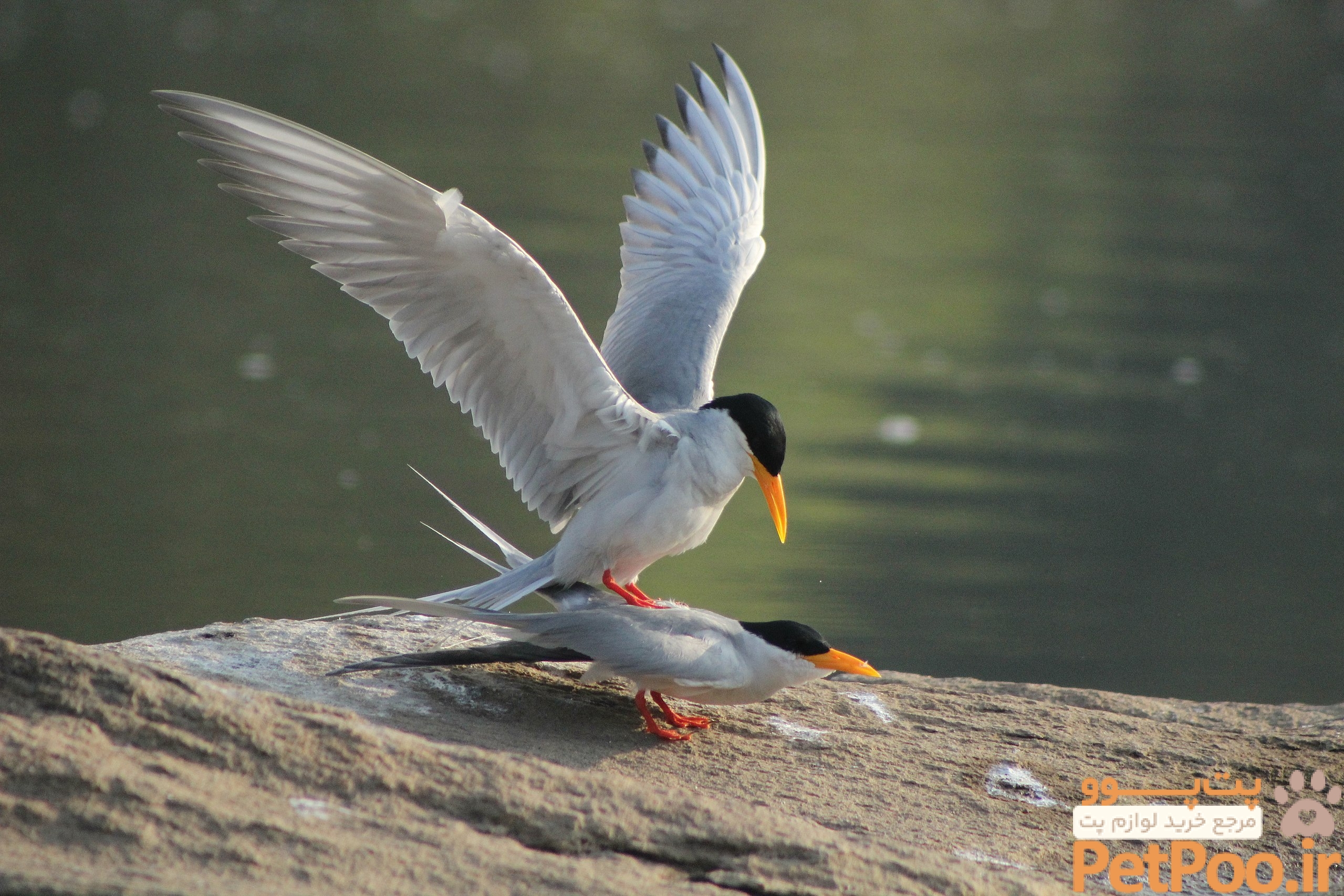Ever Wondered How Do Birds Mate? - Bird Buddy Blog