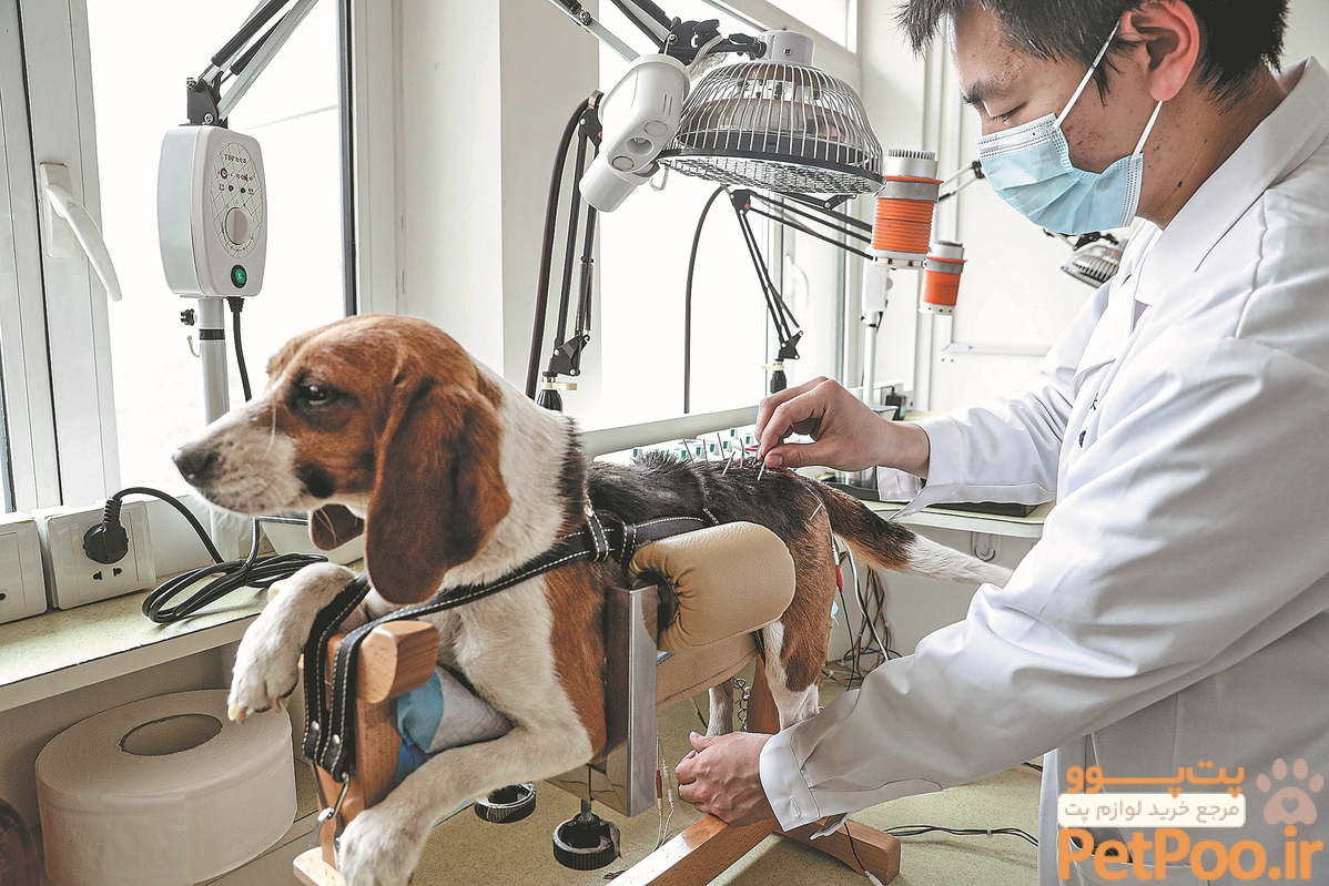 دستگاه های مورد نیاز در یک دامپزشکی چیست؟ 3 Rising vet care gives medical device makers leg-up - Chinadaily.com.cn