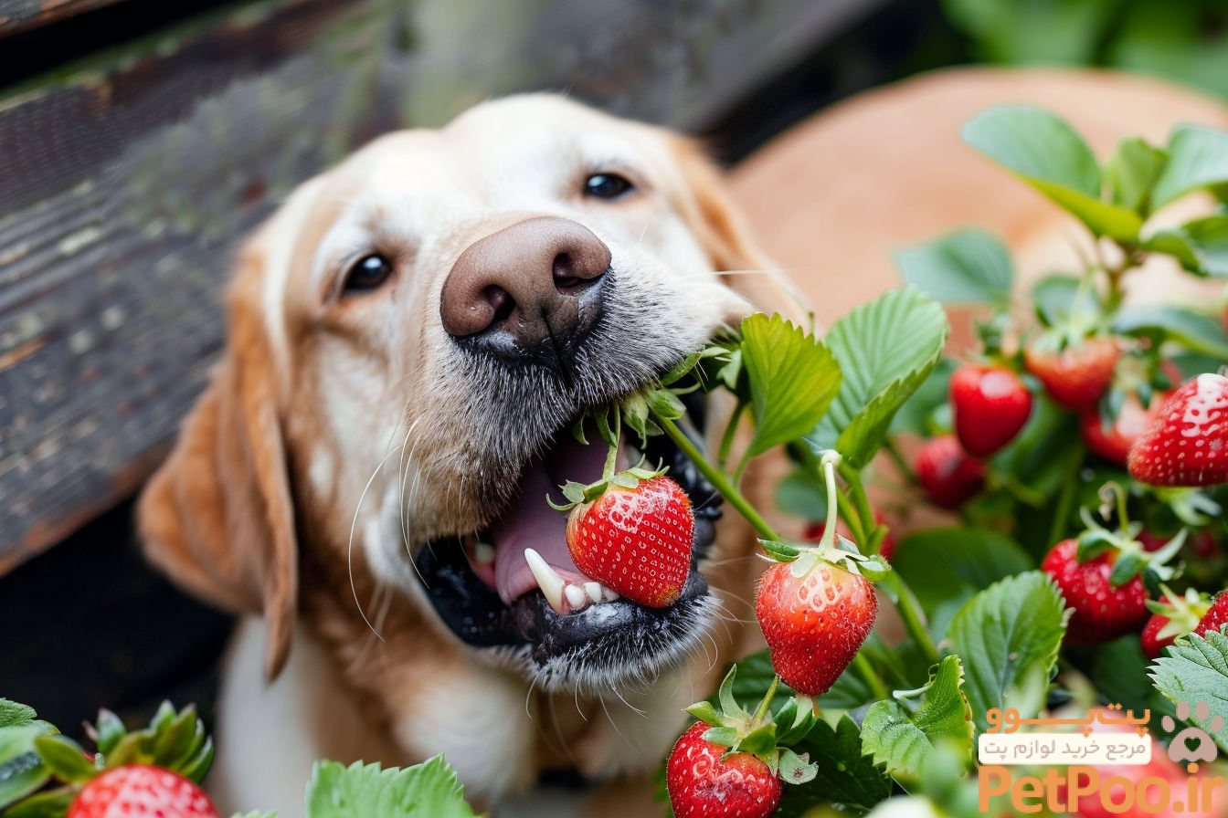 آیا سگ می تواند توت فرنگی بخورد؟ 5 Can Dogs Eat Strawberries? - Doggy's Digest