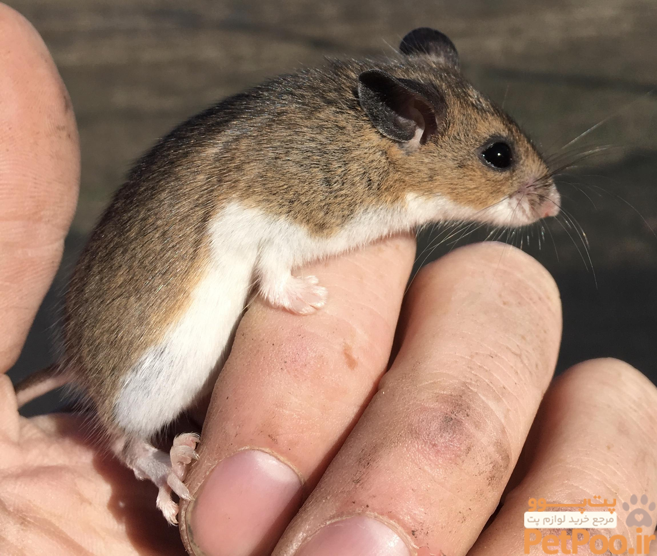 تفاوت موش، همستر و خوکچه هندی چیست؟ 1 Field mice are cute and nice! : r/aww