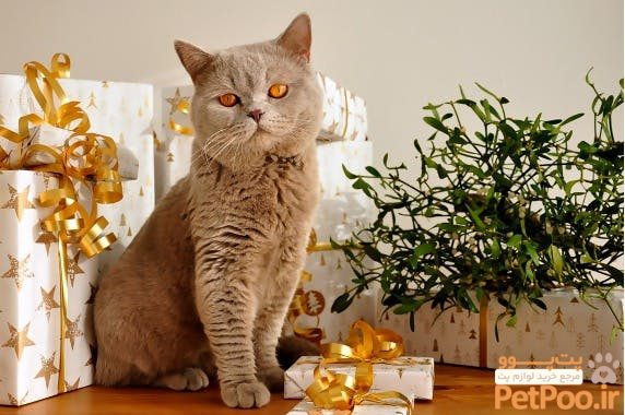 راهنمای خرید گربه: برای انتخاب یک دوست پشمالو 1 Cat Gifts: Best Cat Toys Based on Breed