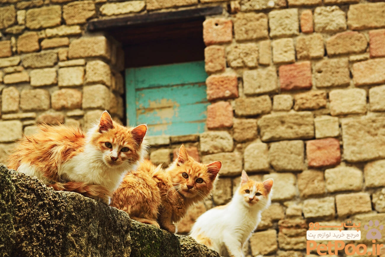 ماجرای اهلی شدن گربه ها | پت‌مال