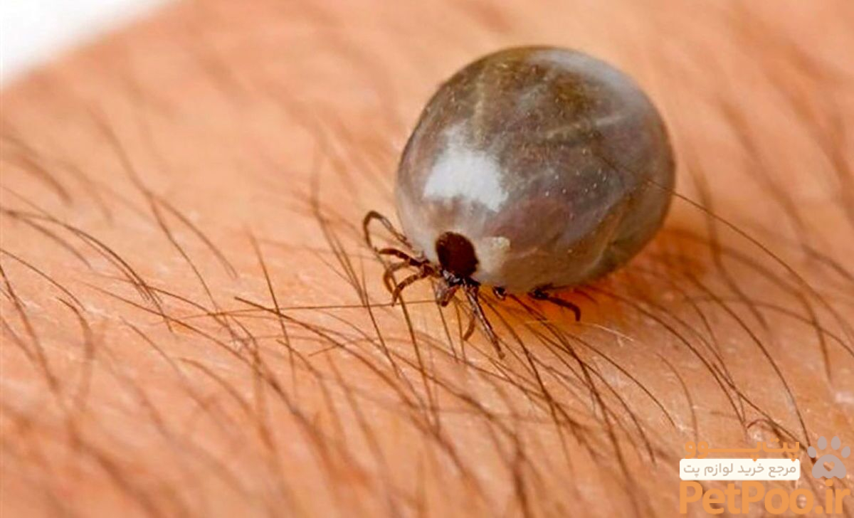 پیشگیری از ابتلا به تب کریمه کنگو رعایت شیوه نامههای بهداشتی | خبرگزاری صدا و سیما