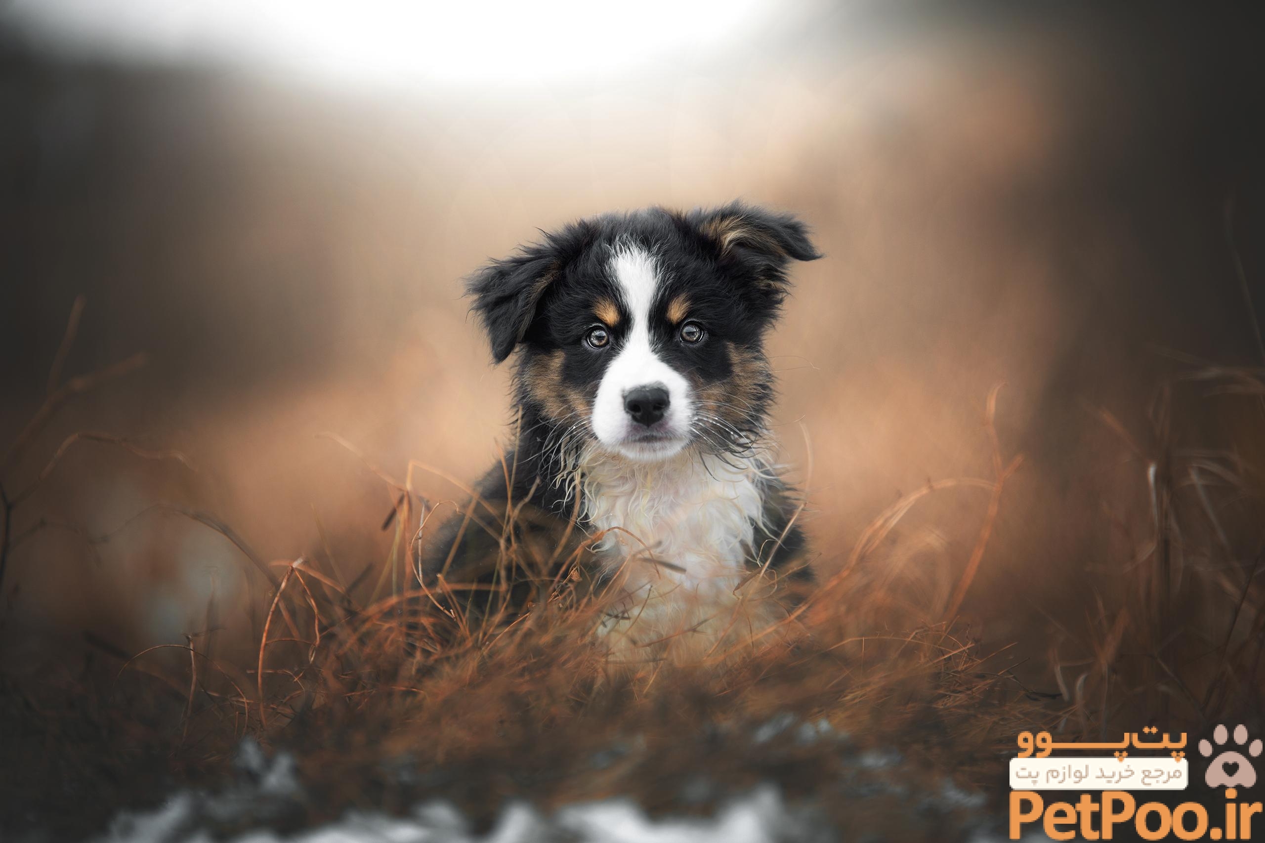 Succeed with dog photography - Photography - Inspiration - Focus Nordic - US