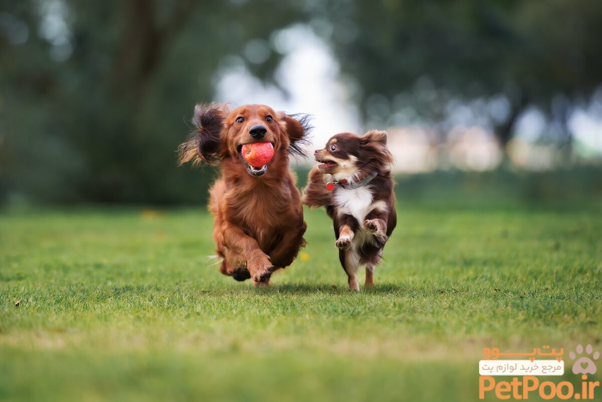 سگ ها در روز به چه مقدار ورزش نیاز دارند؟ روزانه چقدر با سگم بازی کنم؟ 1 How Much Exercise Does My Dog Need Everyday?