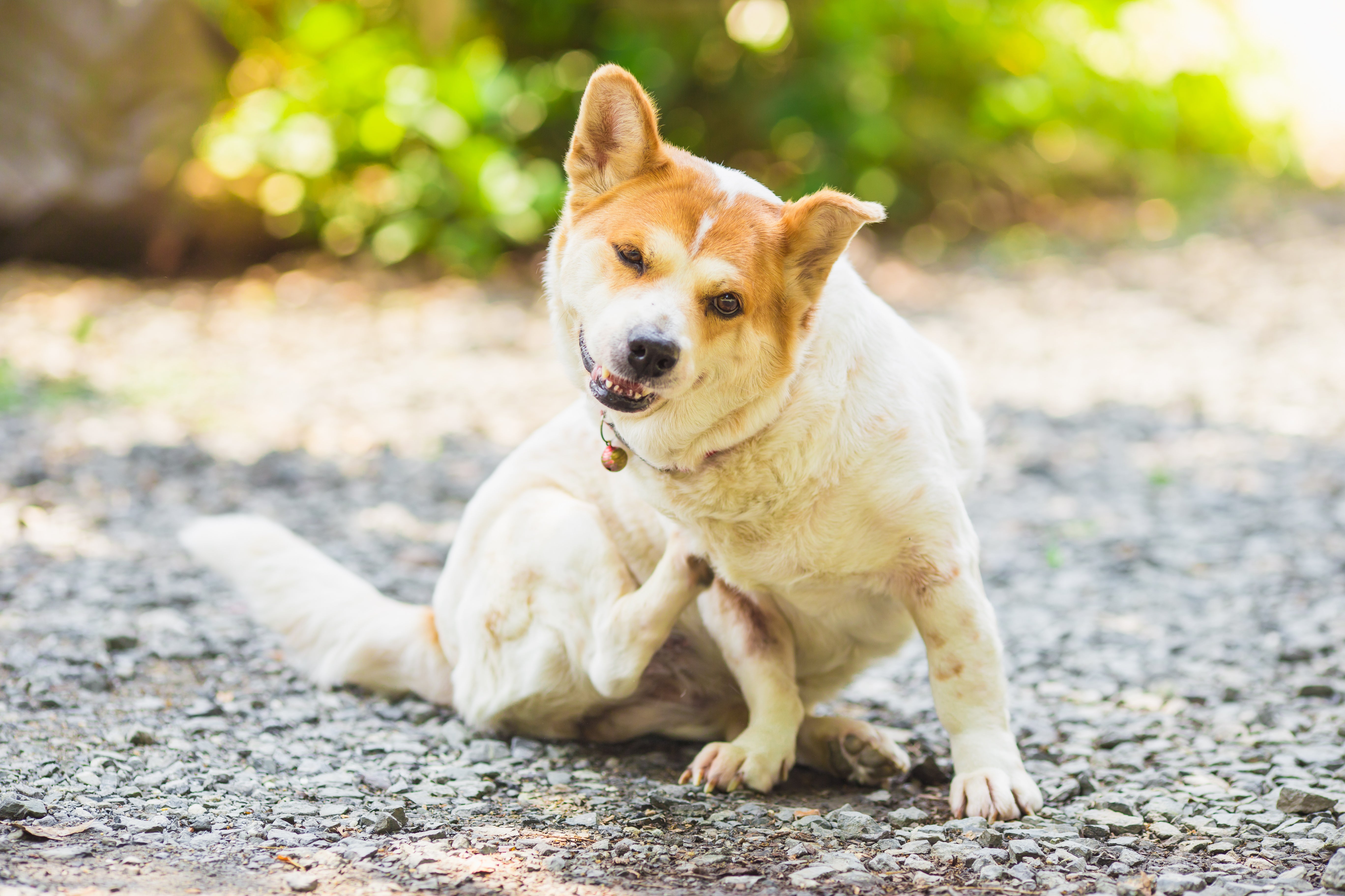 از کجا بفهمیم به سگ آلرژی و حساسیت داریم یا نه؟ 1 Home Remedies For Dog Allergies: That Work